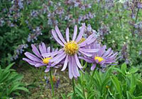 Aster