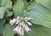 hosta