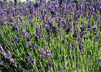 lavendel