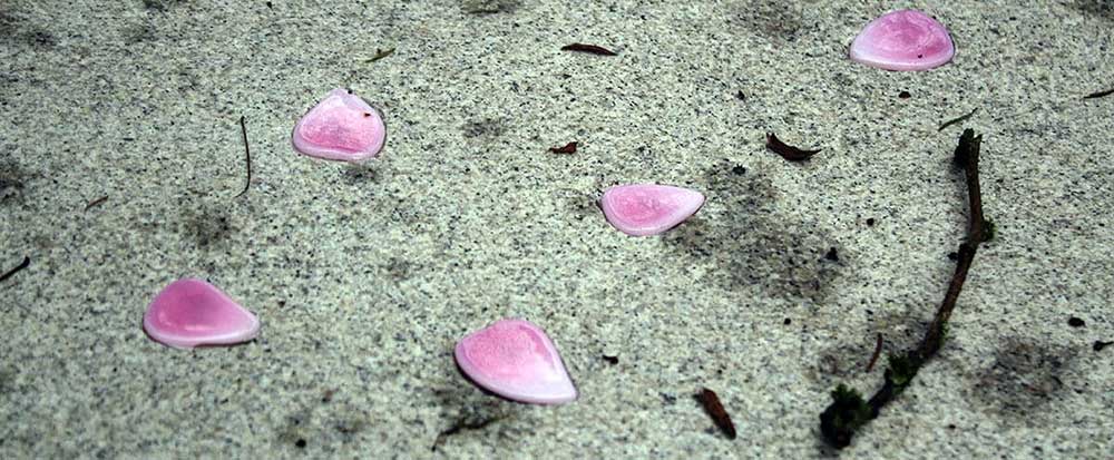 details glazen rozenblaadjes op grafzerk