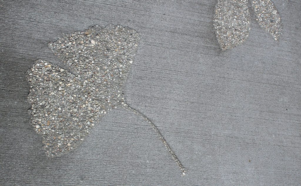afdruk van een ginkoblad in nat beton