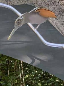 Detail grafmonument met ijsvogeltje