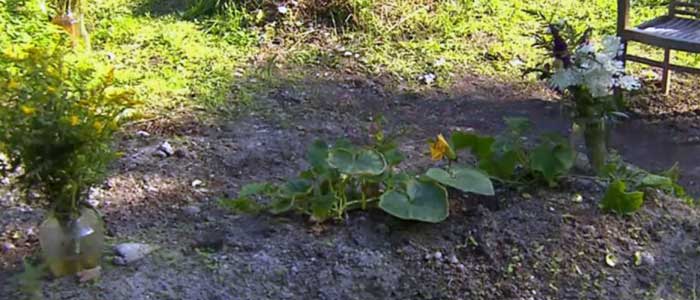 Gemeente verbiedt onderhoud graf